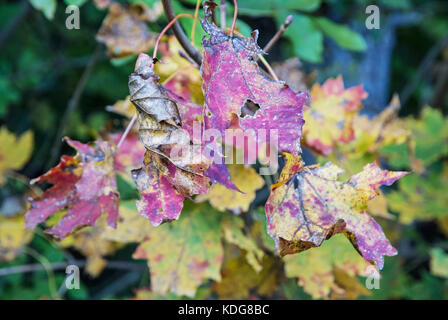 Bunte Blätter im Herbst Baum. Schönheit in der Natur. saisonale natürliche Szene. Schönheit Foto Filter. Stockfoto