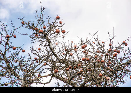 Apple Baum ohne Blätter und Früchte im Winter. saisonale natürliche Szene. Stockfoto