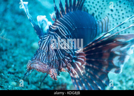 Floating Löwe Fische Stockfoto