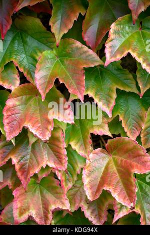 Herbst Hintergrund mit bunten Blättern der Trauben. Stockfoto