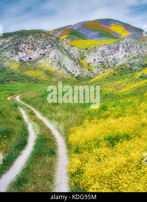 Field of Hillside Daisies (Monolopia lanceolata) und Dirt Road Carrizo Plain National Monument, Kalifornien Stockfoto