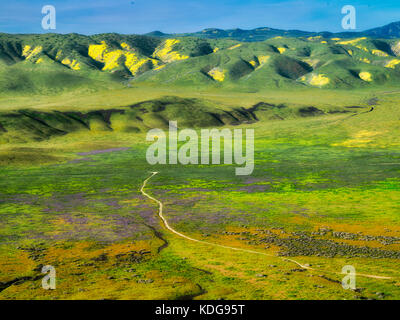 Straße durch Wildblumen. Carrizo Plain National Monument, Kalifornien Stockfoto