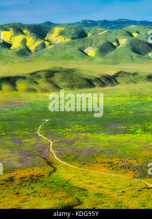 Straße durch Wildblumen. Carrizo Plain National Monument, Kalifornien Stockfoto