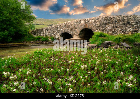 Bogbean Wildblumen und leam Brücke in der Nähe von Oughterard, Irland. In der ruhigen Mann Film. Irland Stockfoto