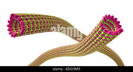 Mikrotubuli, 3D-Darstellung. Mikrotubuli sind Polymere aus dem Protein Tubulin. Sie sind Bestandteil des Zytoskeletts, die behauptet, die Form einer Zelle, können einige zelluläre Mobilität und ist in intrazellulären Transport beteiligt. Die röhrenförmige Polymere Polymerisation von Tubulin kann bis 50 Mikrometer wachsen und sind äußerst dynamisch. Bei der Alzheimer-Krankheit, der Transport von Tau-Protein (die zu der Karte Proteine) Stabilisierung der Mikrotubuli gestört ist und ermöglicht die Phosphat- gruppen, das tau-Protein, die Destabilisierung der Mikrotubuli von Gehirn Axonen. Dies führt zu der Agglutination der Stockfoto