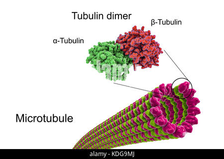 Struktur der Mikrotubuli, 3D-Darstellung. Mikrotubuli sind Polymere aus dem Protein Tubulin, die besteht aus zwei Untereinheiten, alpha- und beta-tubulin. Sie sind Bestandteil des Zytoskeletts, die behauptet, die Form einer Zelle, können einige zelluläre Mobilität und ist in intrazellulären Transport beteiligt. Die röhrenförmige Polymere Polymerisation von Tubulin kann bis 50 Mikrometer wachsen und sind äußerst dynamisch. Bei der Alzheimer-Krankheit, der Transport von Tau-Protein (die zu der Karte Proteine) Stabilisierung der Mikrotubuli gestört ist und ermöglicht die Phosphat- gruppen, das tau-Protein, Destabilisierenden Stockfoto