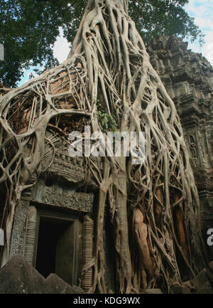 Tomb Raider Tor und einem Würgefeige (Ficus sp.) an der Ta Prohm Tempel in Angkor, Kambodscha. Ta Prohm als Standort im Film "Tomb Raider" verwendet. Stockfoto