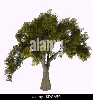 Englisch Eiche - Die Eiche kommt in 600 verschiedenen Arten als Laub- oder immergrüne Vielfalt und entwickelt einen acorn Obst Mutter. Stockfoto