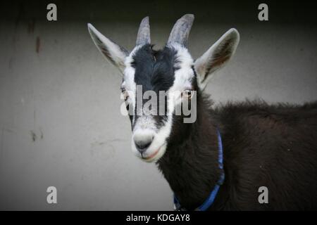 Ein zicklein Schwarz alpine Billy Goat co Armagh, Nordirland Stockfoto