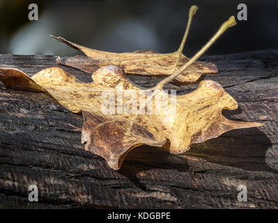 Braun ausgetrocknet maple leaf auf einem Baumstumpf Stockfoto