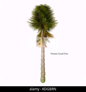 Trias Cycad Baum mit Font-Cycad sind Samen Pflanzen mit einer langen fossilen Geschichte, die reichlich vorhanden waren und vielfältiger als sie es heute sind. Stockfoto