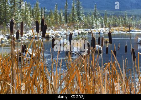 Tall Marsh Grass Wetland Swamp Winterlandschaft an den Vermillion Lakes im Banff National Park, Alberta, Kanada Stockfoto