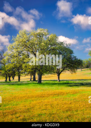 Wiese von gelben Wildblumen Eiche Bäume und Wolken. Bear Valley. Colusa County, Kalifornien Stockfoto