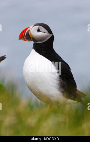 Puffin, Látrabjarg Vogelfelsen, Westfjorde, Island Stockfoto