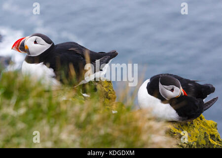 Papageitaucher, Vogelfelsen von Látrabjarg, Westfjorde, Island Stockfoto