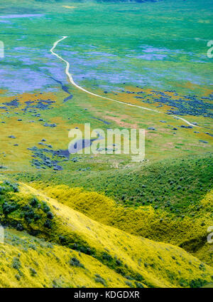 Dirt Road mit Wildblumen. Carrizo Plain National Monument, Kalifornien Stockfoto