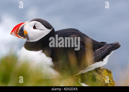 Puffin, Látrabjarg Vogelfelsen, Westfjorde, Island Stockfoto