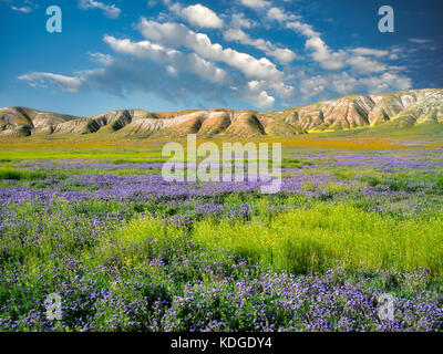 Carizzo-Ebene mit meist violetter Fremont-Phacelia (Pacelia fremontii. Carrizo Plain National Monument, Kalifornien Stockfoto