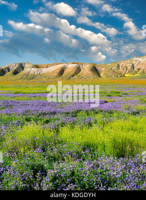 Carizzo-Ebene mit meist violetter Fremont-Phacelia (Pacelia fremontii. Carrizo Plain National Monument, Kalifornien Stockfoto