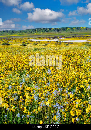 Field of Hillside Daisies (Monolopia lanceolata) und Blue Native Senf (Guillenia lemmonii) Carrizo Plain National Monument, Kalifornien Stockfoto