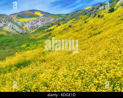 Feld der Hügel Gänseblümchen (Monolopia lanceolata) und Wildblumen bedeckten Hügeln. Carrizo Plain National Monument, Kalifornien Stockfoto