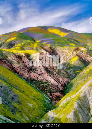 Wildblumen, die Hügel. Carrizo Plain National Monument, Kalifornien Stockfoto