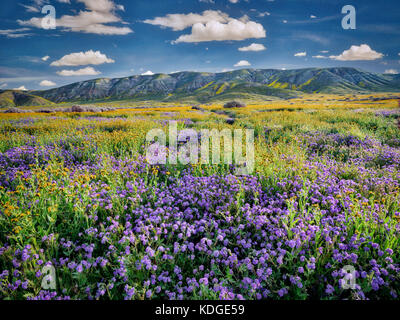 Teufelssalat oder Fiddleneck (Amsinckia tessellata) und lila Fremont's Phacelia (Pacelia fremontii). Carrizo Plain National Monument, Kalifornien Stockfoto