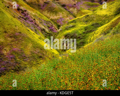 Vorsprung von Teufelssalat oder Fiddleneck (Amsinckia tessellata) mit blumenbedeckten Hügeln. Carrizo Plain National Monument, Kalifornien Stockfoto