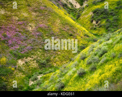 Mit Wildblumen bewachsener Hügel. Carrizo Plain National Monument, Kalifornien Stockfoto