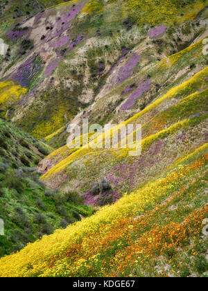 Mit Wildblumen bewachsener Hügel. Carrizo Plain National Monument, Kalifornien Stockfoto