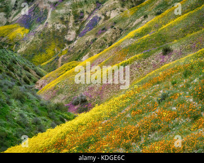 Mit Wildblumen bewachsener Hügel. Carrizo Plain National Monument, Kalifornien Stockfoto