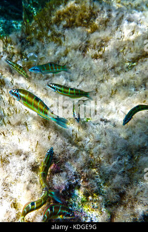 Thassaloma pavo oder Peacock wrasse Nahrungssuche aus der felsigen Riff in Bahar ic-Caghaq in Malta Stockfoto