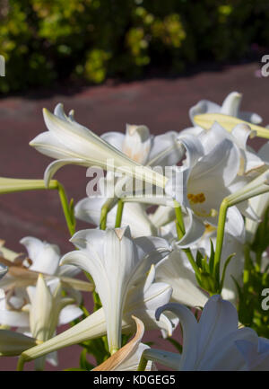 Herrliche Madonnenlilie Lilium Candidum eine Pflanzenart aus der Gattung Lilium, einer der wahren Lilien blühen im späten Frühjahr ist eine köstliche dekorativer Blüte. Stockfoto
