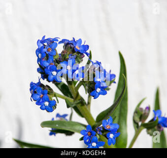 Atemberaubende sky blue Blumen von Myosotis eine Gattung von Blütenpflanzen in der Familie Boraginaceae Forget-Me-Nots blühen im späten Winter schön sind. Stockfoto