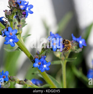 Atemberaubende sky blue Blumen von Myosotis eine Gattung von Blütenpflanzen in der boraginaceae Forget-Me-Nots blühen im späten Winter sind wunderschön mit Bienen. Stockfoto