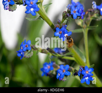 Atemberaubende sky blue Blumen von Myosotis eine Gattung von Blütenpflanzen in der boraginaceae Forget-Me-Nots blühen im späten Winter sind wunderschön mit Bienen. Stockfoto