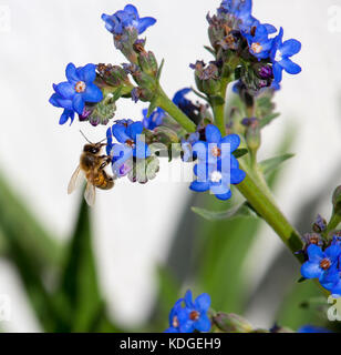 Atemberaubende sky blue Blumen von Myosotis eine Gattung von Blütenpflanzen in der boraginaceae Forget-Me-Nots blühen im späten Winter sind wunderschön mit Bienen. Stockfoto