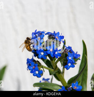 Atemberaubende sky blue Blumen von Myosotis eine Gattung von Blütenpflanzen in der boraginaceae Forget-Me-Nots blühen im späten Winter sind wunderschön mit Bienen. Stockfoto