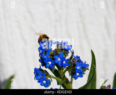 Atemberaubende sky blue Blumen von Myosotis eine Gattung von Blütenpflanzen in der boraginaceae Forget-Me-Nots blühen im späten Winter sind wunderschön mit Bienen. Stockfoto