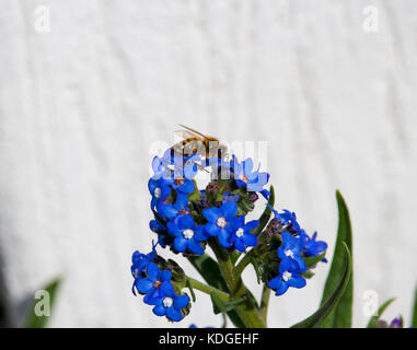 Atemberaubende sky blue Blumen von Myosotis eine Gattung von Blütenpflanzen in der boraginaceae Forget-Me-Nots blühen im späten Winter sind wunderschön mit Bienen. Stockfoto