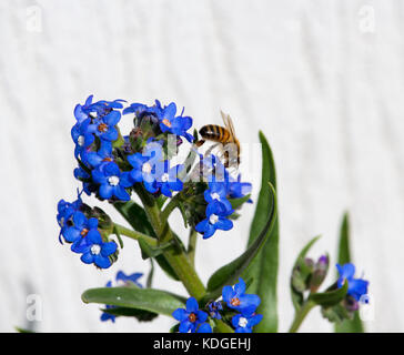 Atemberaubende sky blue Blumen von Myosotis eine Gattung von Blütenpflanzen in der boraginaceae Forget-Me-Nots blühen im späten Winter sind wunderschön mit Bienen. Stockfoto