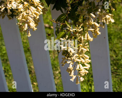 Australian wildflower Pandorea pandorana, die wonga Wonga Vine, einer Spezies von Woody klettern Rebe in Familie Bignoniaceae blühen im Frühling. Stockfoto