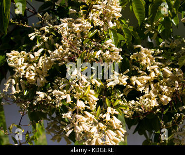 Australian wildflower Pandorea pandorana, die wonga Wonga Vine, einer Spezies von Woody klettern Rebe in Familie Bignoniaceae blühen im Frühling. Stockfoto