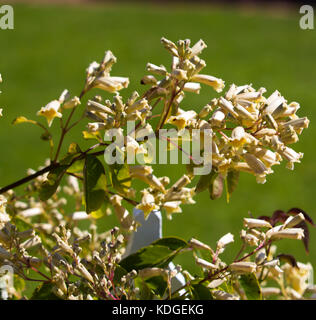 Australian wildflower Pandorea pandorana, die wonga Wonga Vine, einer Spezies von Woody klettern Rebe in Familie Bignoniaceae blühen im Frühling. Stockfoto