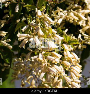 Australian wildflower Pandorea pandorana, die wonga Wonga Vine, einer Spezies von Woody klettern Rebe in Familie Bignoniaceae blühen im Frühling. Stockfoto