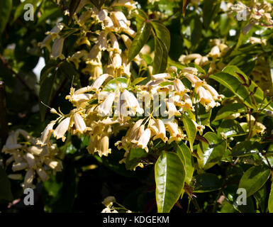 Australian wildflower Pandorea pandorana, die wonga Wonga Vine, einer Spezies von Woody klettern Rebe in Familie Bignoniaceae blühen im Frühling. Stockfoto