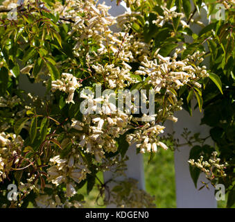 Australian wildflower Pandorea pandorana, die wonga Wonga Vine, einer Spezies von Woody klettern Rebe in Familie Bignoniaceae blühen im Frühling. Stockfoto