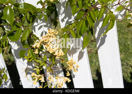 Australian wildflower Pandorea pandorana, die wonga Wonga Vine, einer Spezies von Woody klettern Rebe in Familie Bignoniaceae blühen im Frühling. Stockfoto