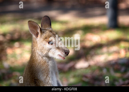 In Australien natuarl Park in der Nähe von Kangaroo in der Nähe von Bush Stockfoto