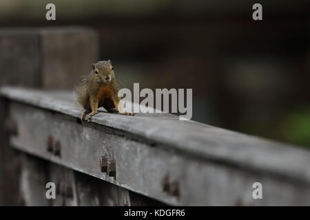 Eine einzelne wegerich Eichhörnchen in Sungei Buloh Wetland Nature Reserve in Singapur Stockfoto